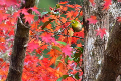 紅葉を愛でる