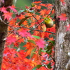 紅葉を愛でる