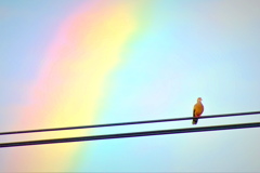 鳩と虹