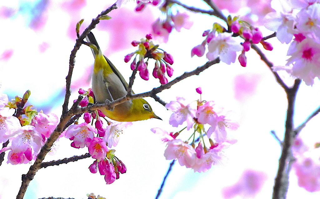 陽光桜とメジロ