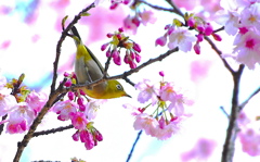 陽光桜とメジロ