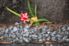 雑草の花