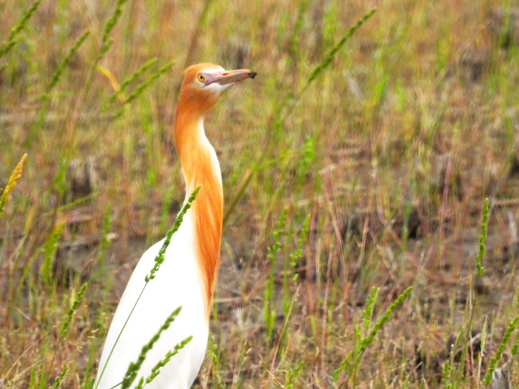 アマサギ