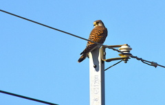 チョウゲンボウ