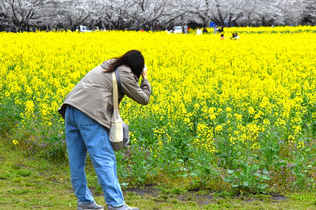 桜まつり