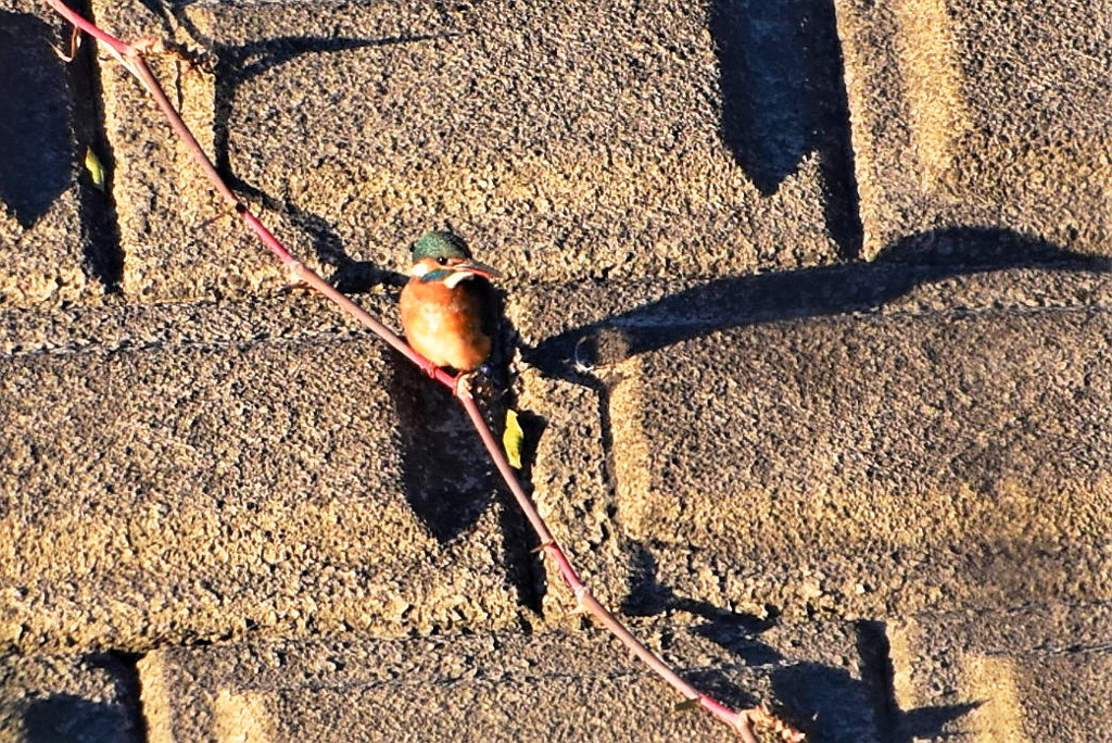 カワセミ