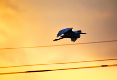 シラサギ