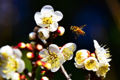 白梅とミツバチ