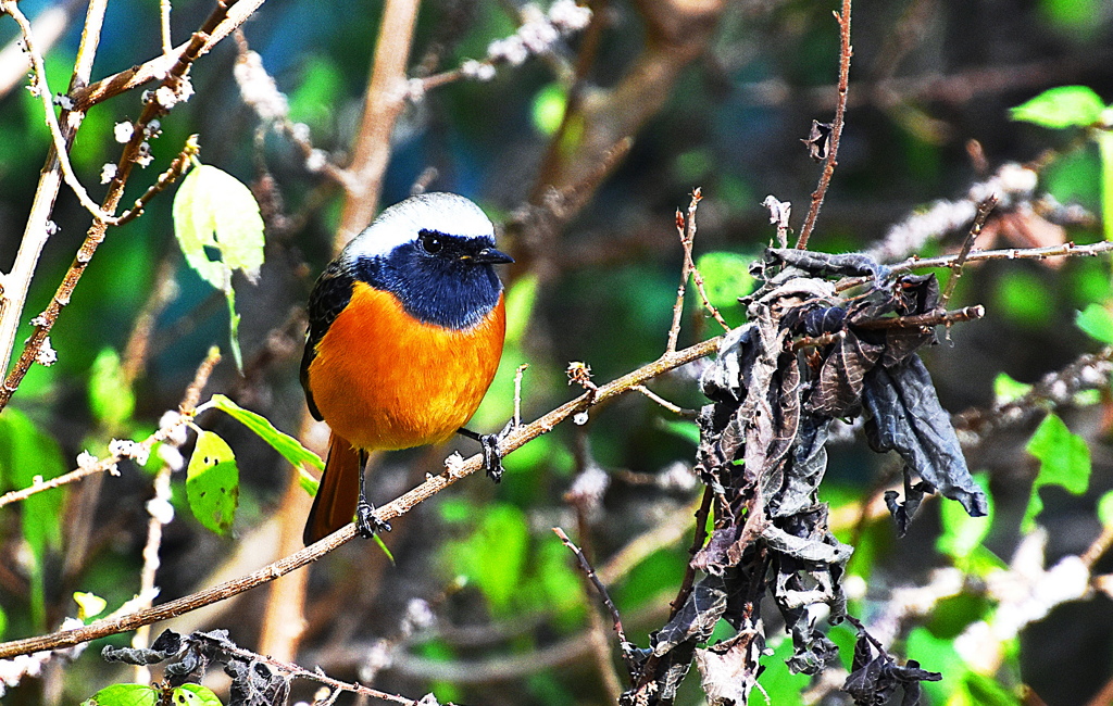 ジョウビタキ (オス)