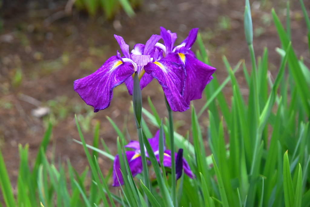 花菖蒲