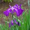 花菖蒲