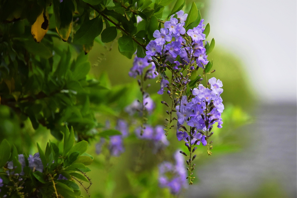 藤の花に似た花