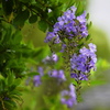 藤の花に似た花