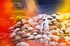 秋色のアオサギ