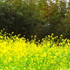 菜の花と竹林 