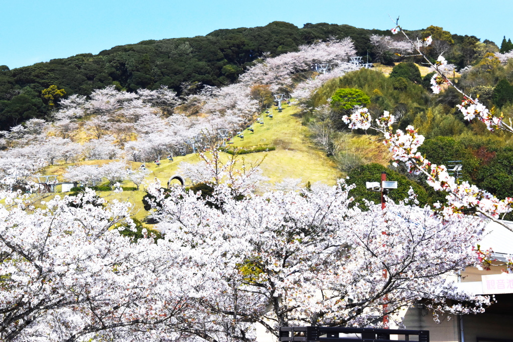 観音池公園桜まつり