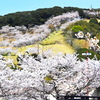 観音池公園桜まつり