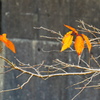 チョッピリ紅葉