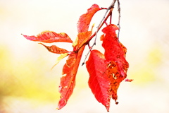 ソメイヨシノの紅葉