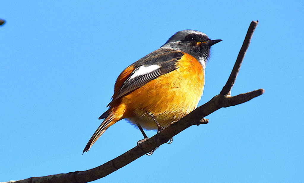 ジョウビタキ（オス）