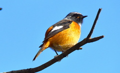 ジョウビタキ（オス）