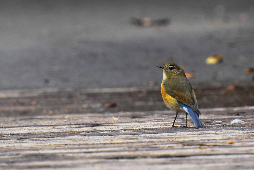 ルリビタキ（メス）