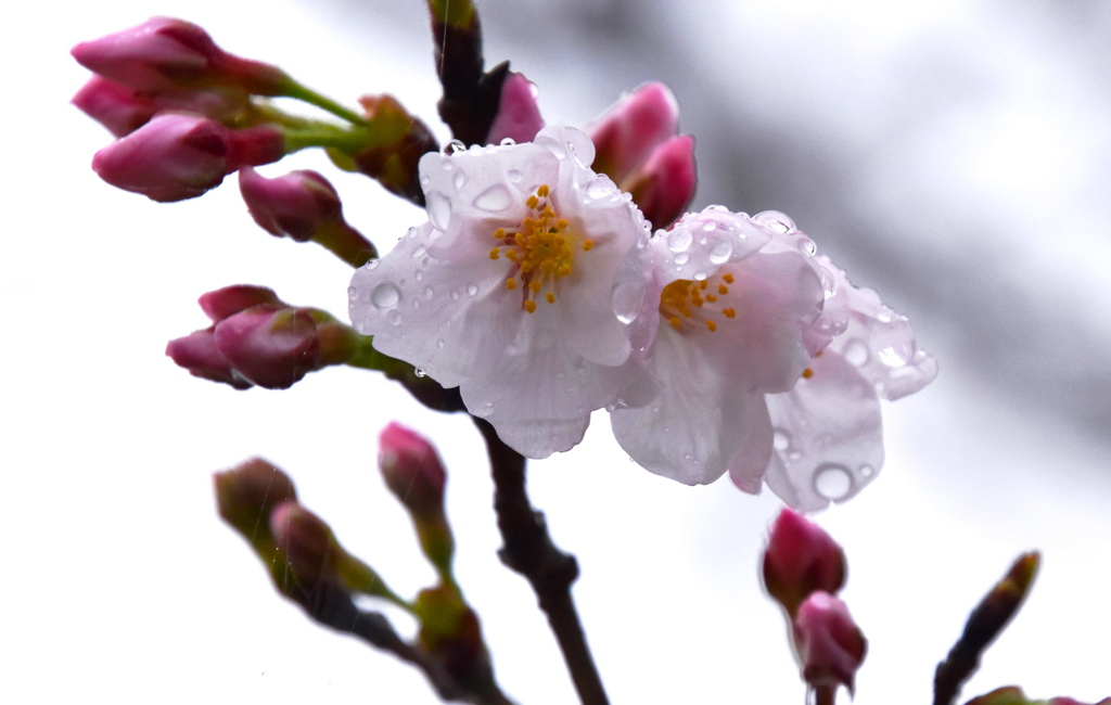 ソメイヨシノ開花宣言