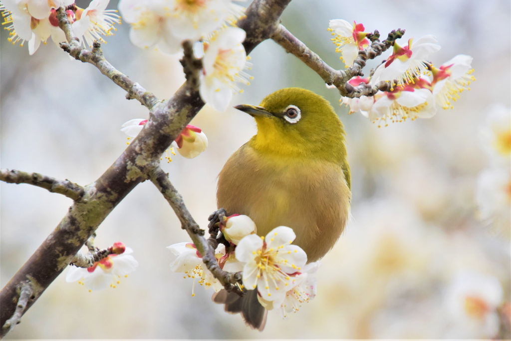 ウメジロウ