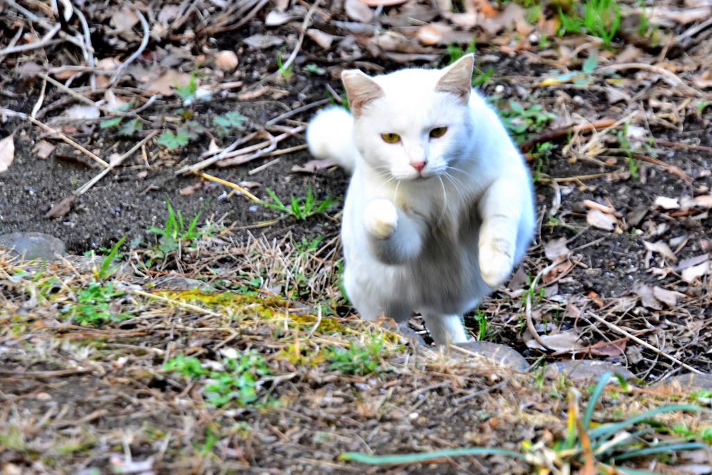 ノラちゃんジャンプ