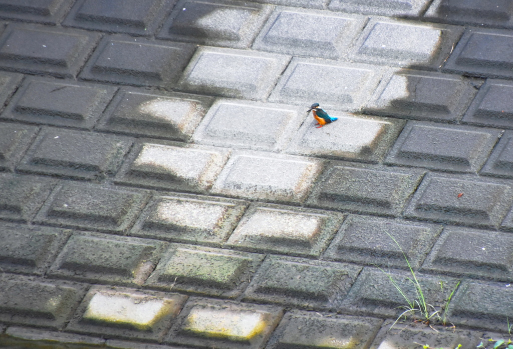 カワセミ