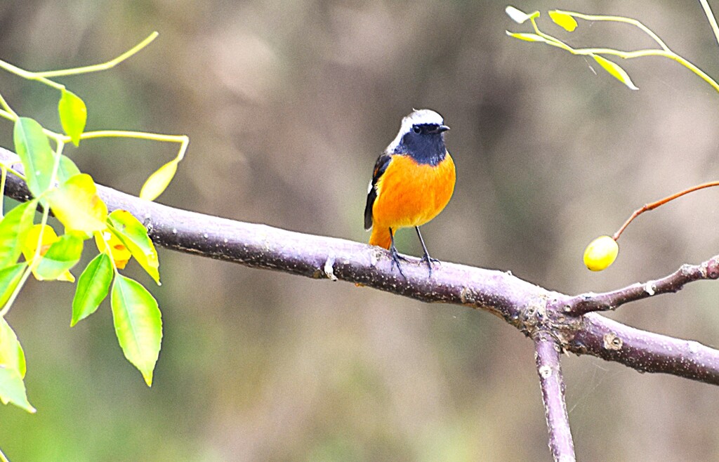 ジョウビタキ（雄）