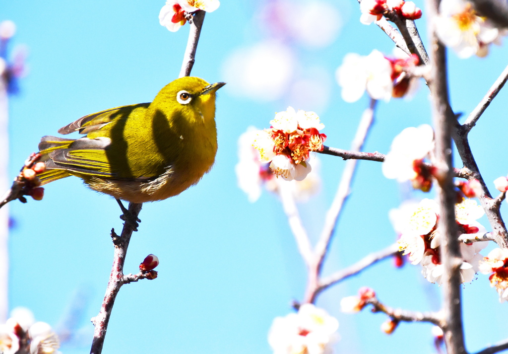 ウメジロウ