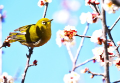 ウメジロウ