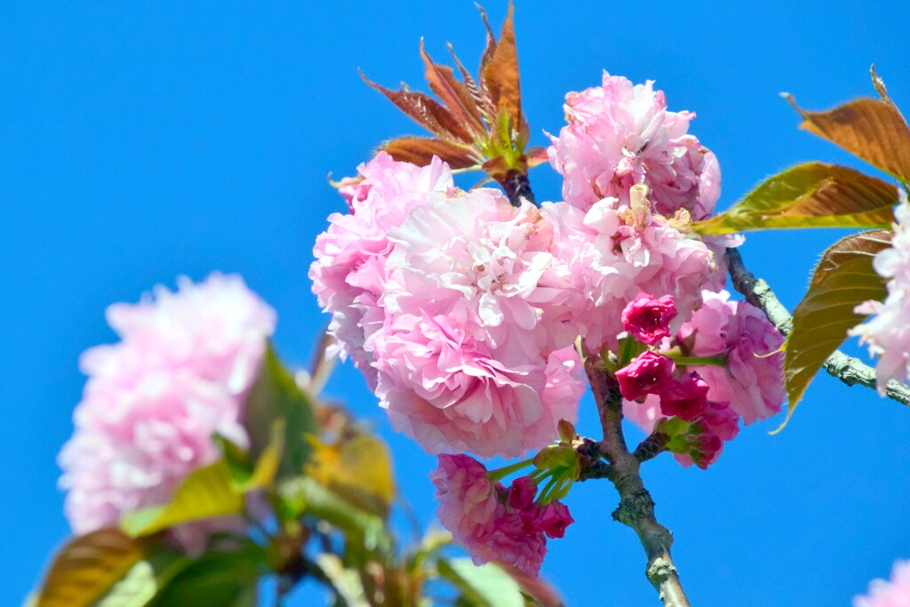八重桜