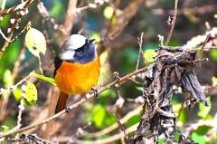 ジョウビタキ（オス）