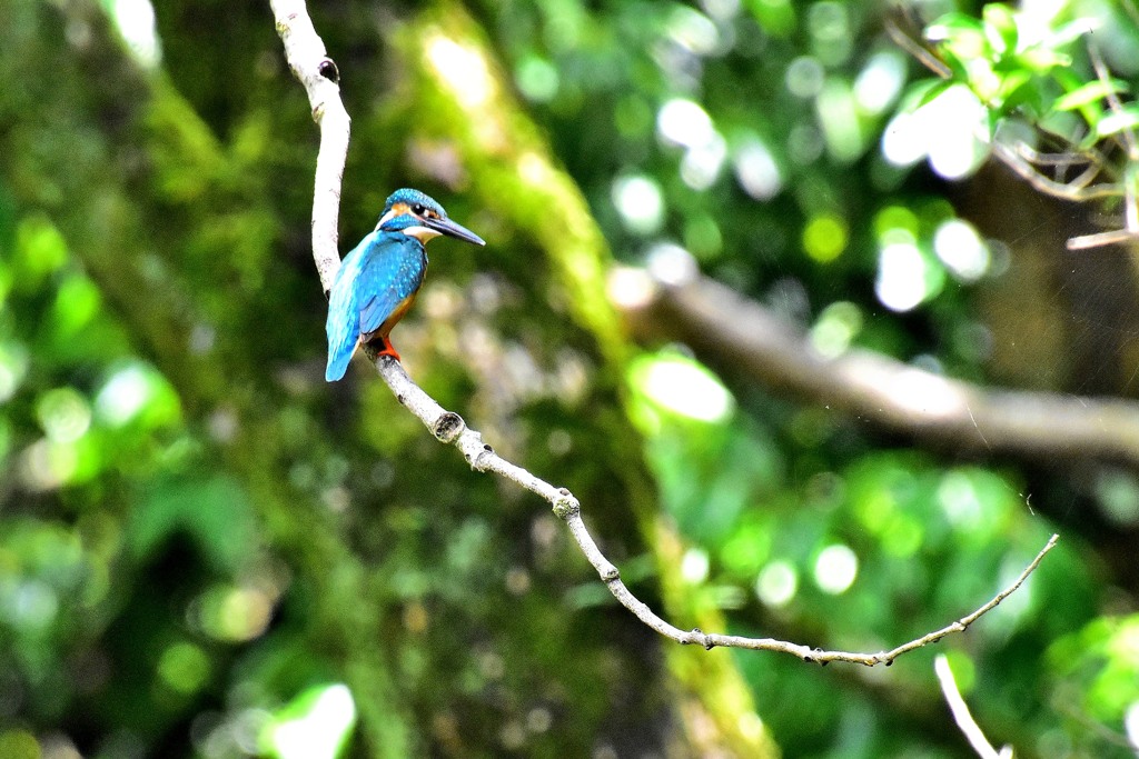 カワセミ