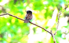 サンコウチョウ サンコウチョウ