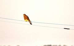 チョウゲンボウ