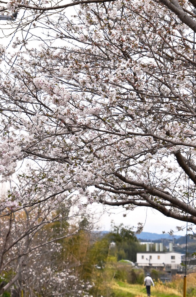 桜咲く散歩道