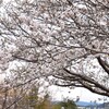 桜咲く散歩道