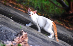 のら（子猫）