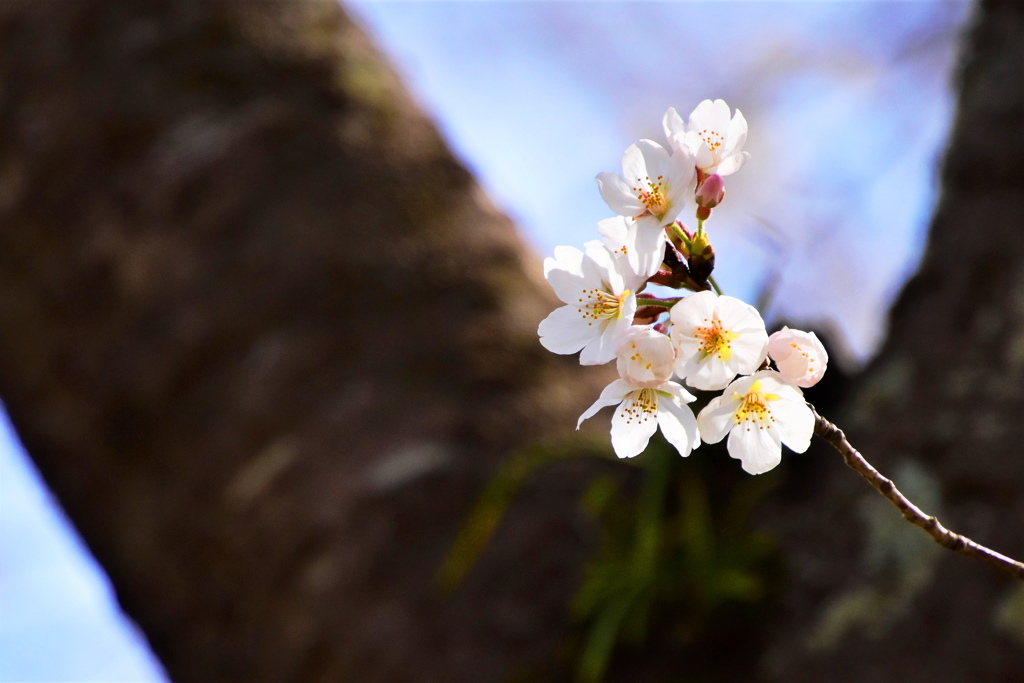 ３月１8日開花宣言