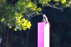 チョウゲンボウ