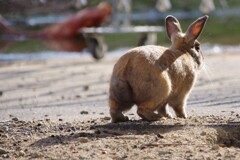 大久野島のうさぎ