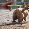 大久野島のうさぎ