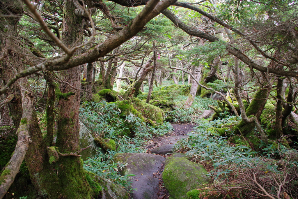 五葉山の原生林