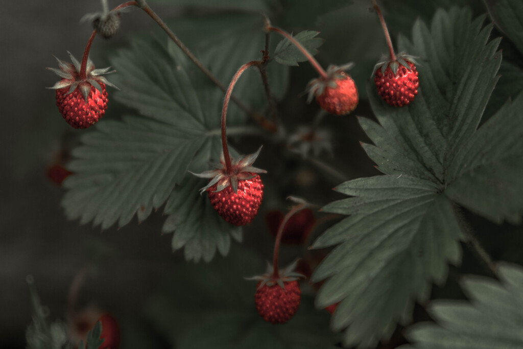 Wild Strawberrie