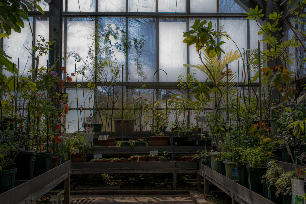 温室の植物
