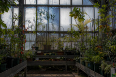 温室の植物