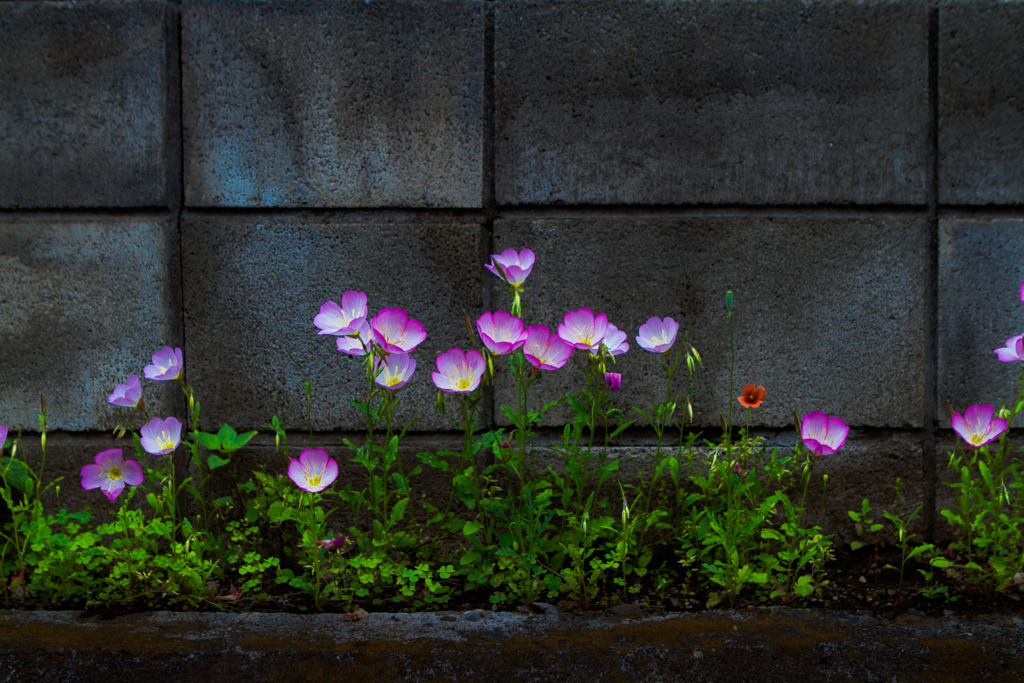 roadside flowers